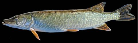 Un brochet en France peut en cacher deux autres