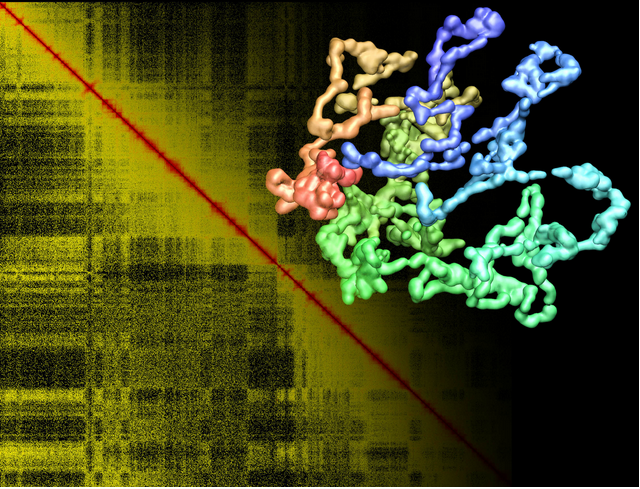 Reconstituer la structure à trois dimensions des chromosomes