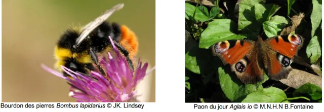 Impact à grande échelle des pesticides sur les papillons et bourdons des jardins privés de France