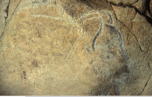 Découverte de l’intégralité du génome d'une espèce éteinte de bison