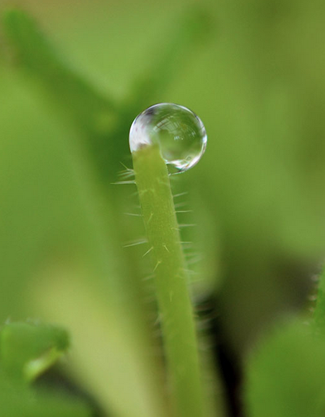 Communication longue distance chez les plantes