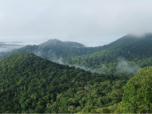 1 % des espèces d'arbres stocke la moitié du carbone de l'Amazonie