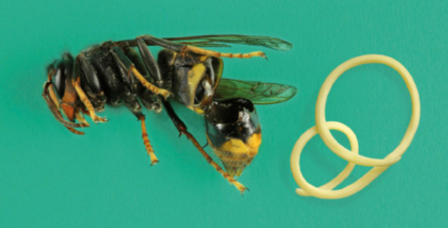 Un nouveau parasite du frelon asiatique a été découvert en France