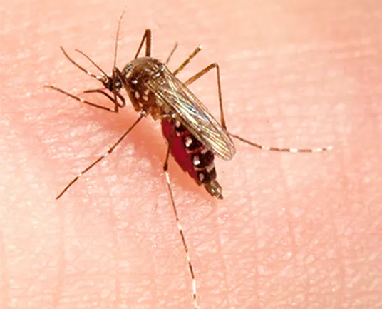Combattre la résistance des moustiques aux insecticides