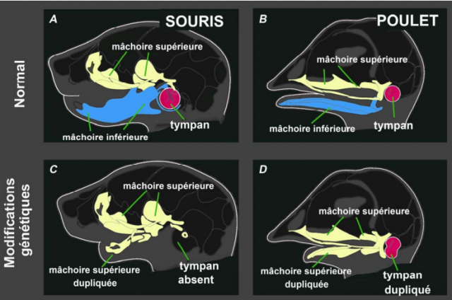 Mammifères et oiseaux ont un tympan différent… mais ils peuvent s'entendre !