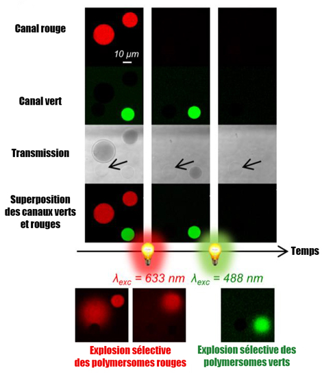 Des explosions de vésicules par la lumière pour mimer les réactions cellulaires