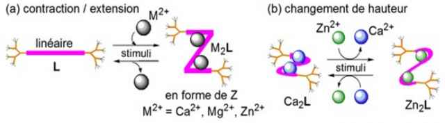 Deux mouvements pour une machine moléculaire contractile