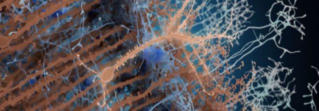 L’incessant dynamisme du cerveau adulte