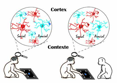Du contexte au cortex: à la découverte des neurones sociaux