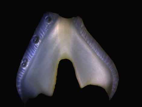 Le calcium des dents révèle ses secrets