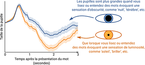Ce que les pupilles nous disent sur le langage