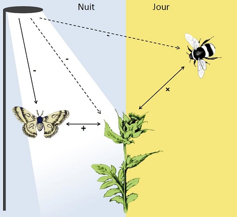 Menace sur la pollinisation: le côté obscur de la lumière artificielle
