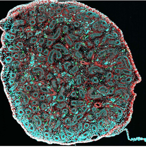 Dans les testicules, des macrophages gardiens de la fertilité