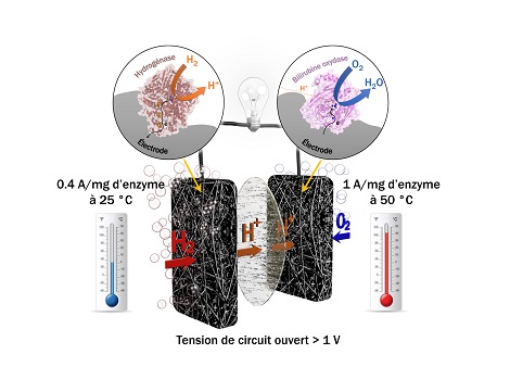 Production d'électricité: quand des enzymes rivalisent avec le platine