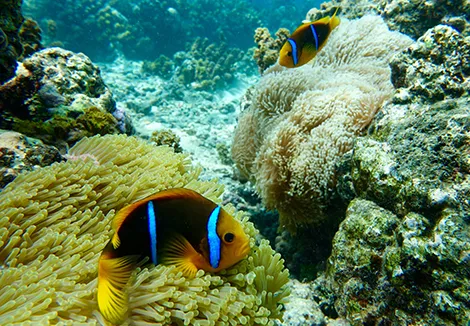Élucider le mystère des bandes blanches des poissons-clowns