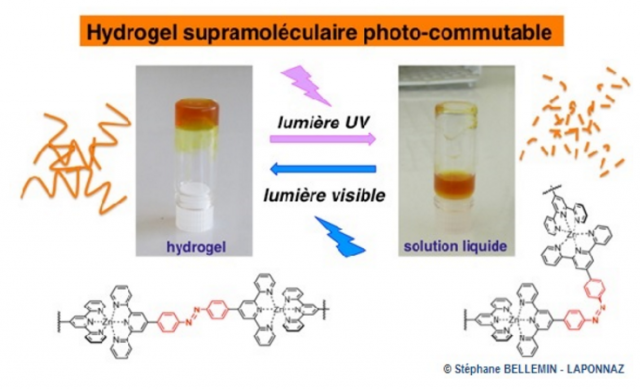 Des hydrogels photo-commutables pour des applications biomédicales