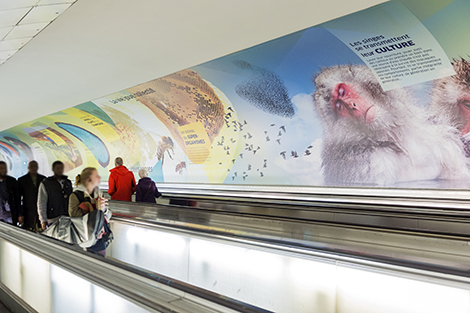 « Étonnant Vivant »: une nouvelle exposition à la station Montparnasse-Bienvenüe