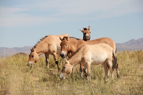 Chamboule-tout dans les origines des chevaux