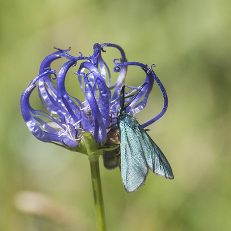 Biodiversité : la grande accélération atteint des sommets