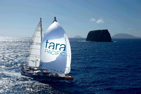 Retour de l'expédition Tara Pacific: des constats inattendus sur un patchwork corallien