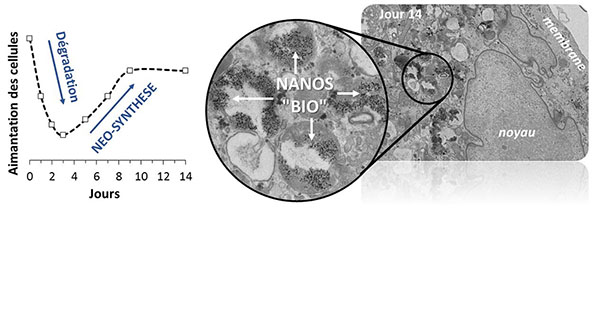 Que deviennent les nanoparticules magnétiques dans les cellules ?