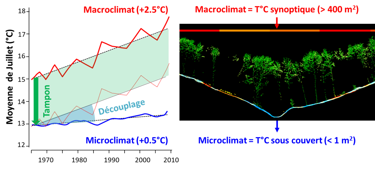 Plus il fait chaud, plus le pouvoir isolant des forêts augmente