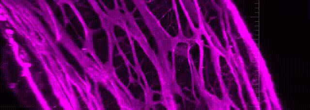 L’embryogénèse dévoile le rôle du « second cerveau » dans la digestion