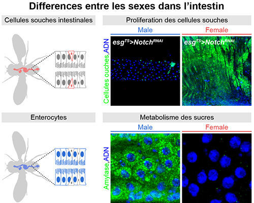 La différence entre les sexes se lit aussi dans l’intestin