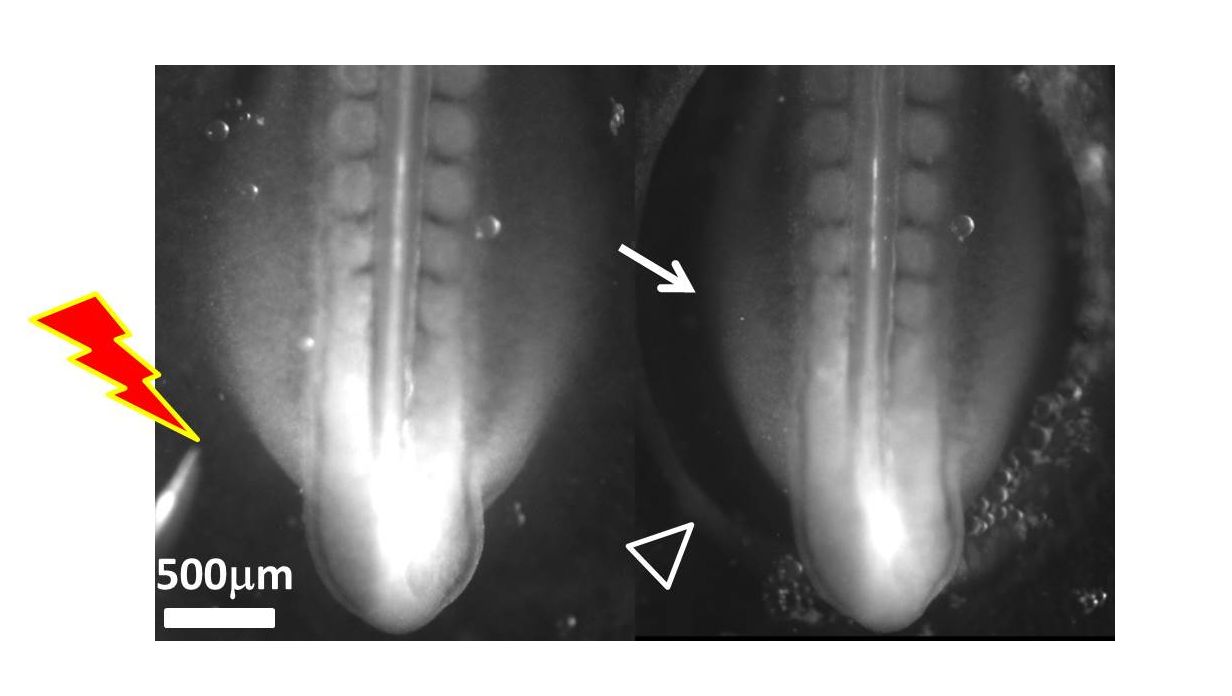Embryologie: une cascade de contractions réflexes déclenche le développement des pattes