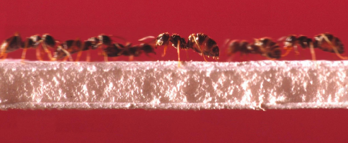 Les fourmis, championnes de la circulation sans bouchons