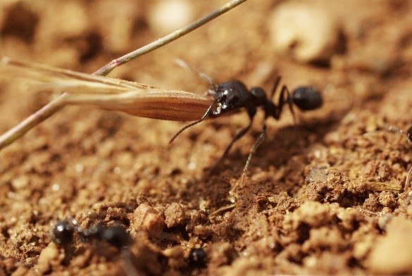 Les fourmis restaurent les pelouses sèches méditerranéennes