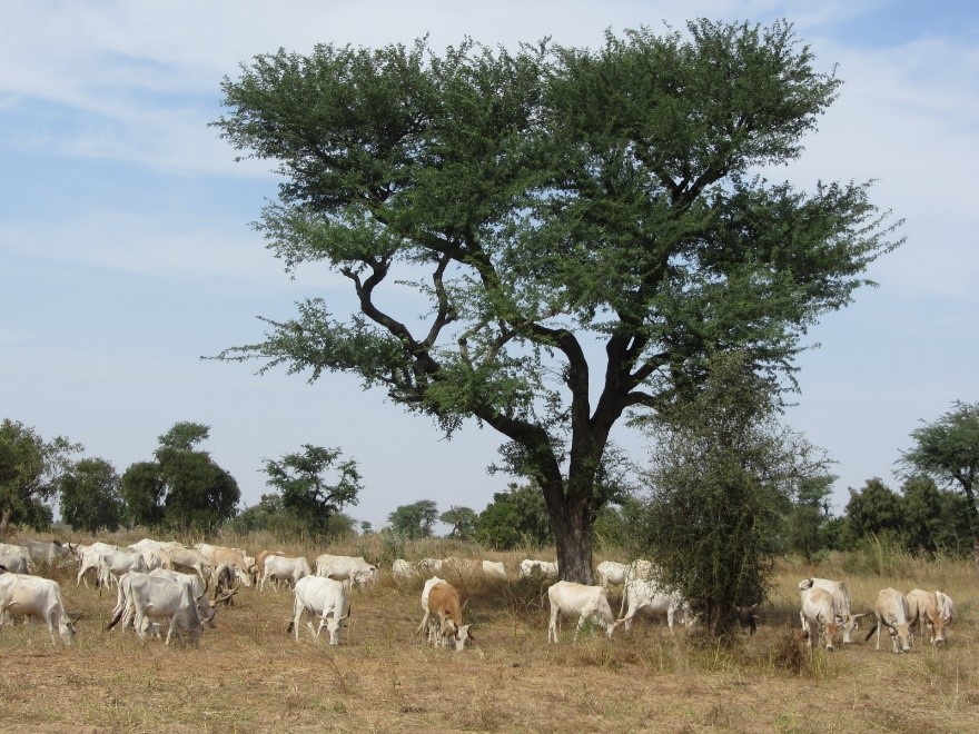 Un nombre inattendu d’arbres peuple l’ouest du Sahara et le Sahel