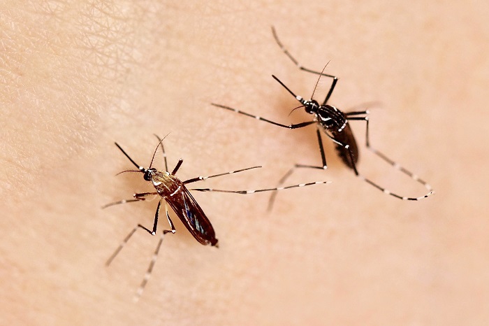 Zika: un moustique plus permissif au virus a facilité l’épidémie
