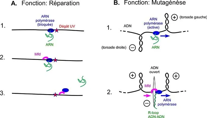 Réparation et mutation: une protéine à double rôle