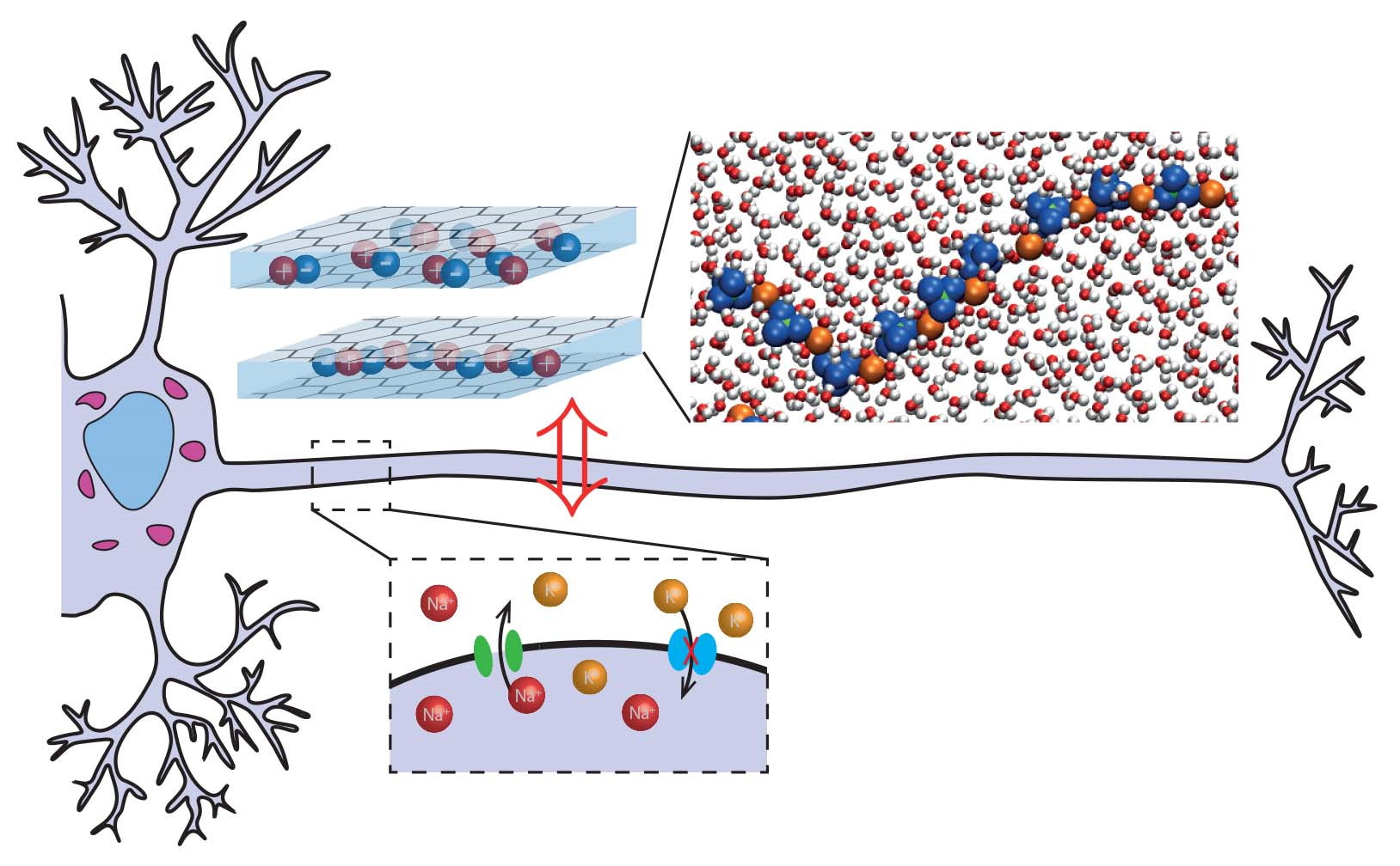 Neurones artificiels pour mémoires électroniques de demain