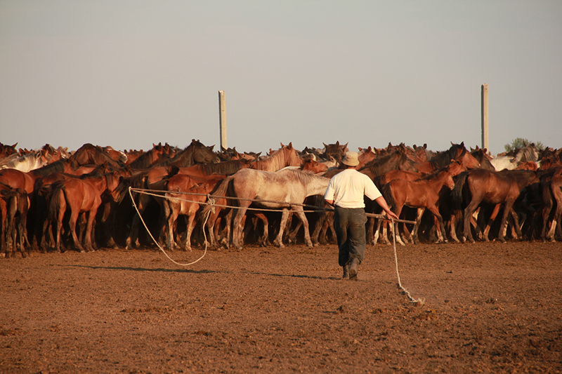 L’origine des chevaux domestiques enfin établie