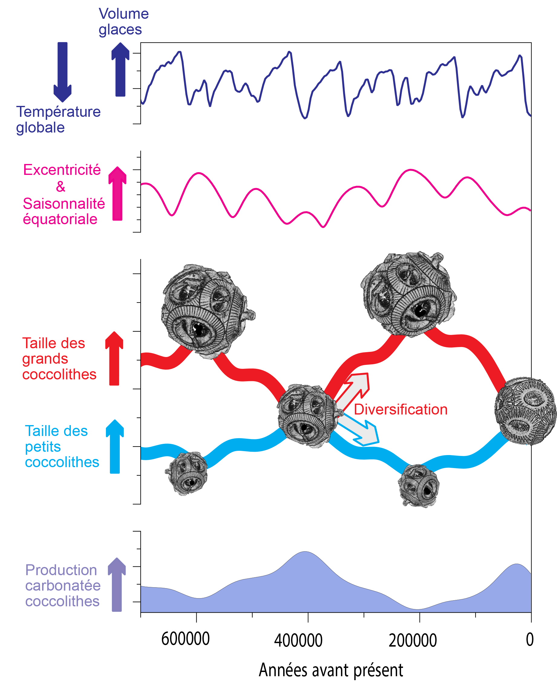 Quand les variations de l’orbite terrestre dictent l’évolution biologique