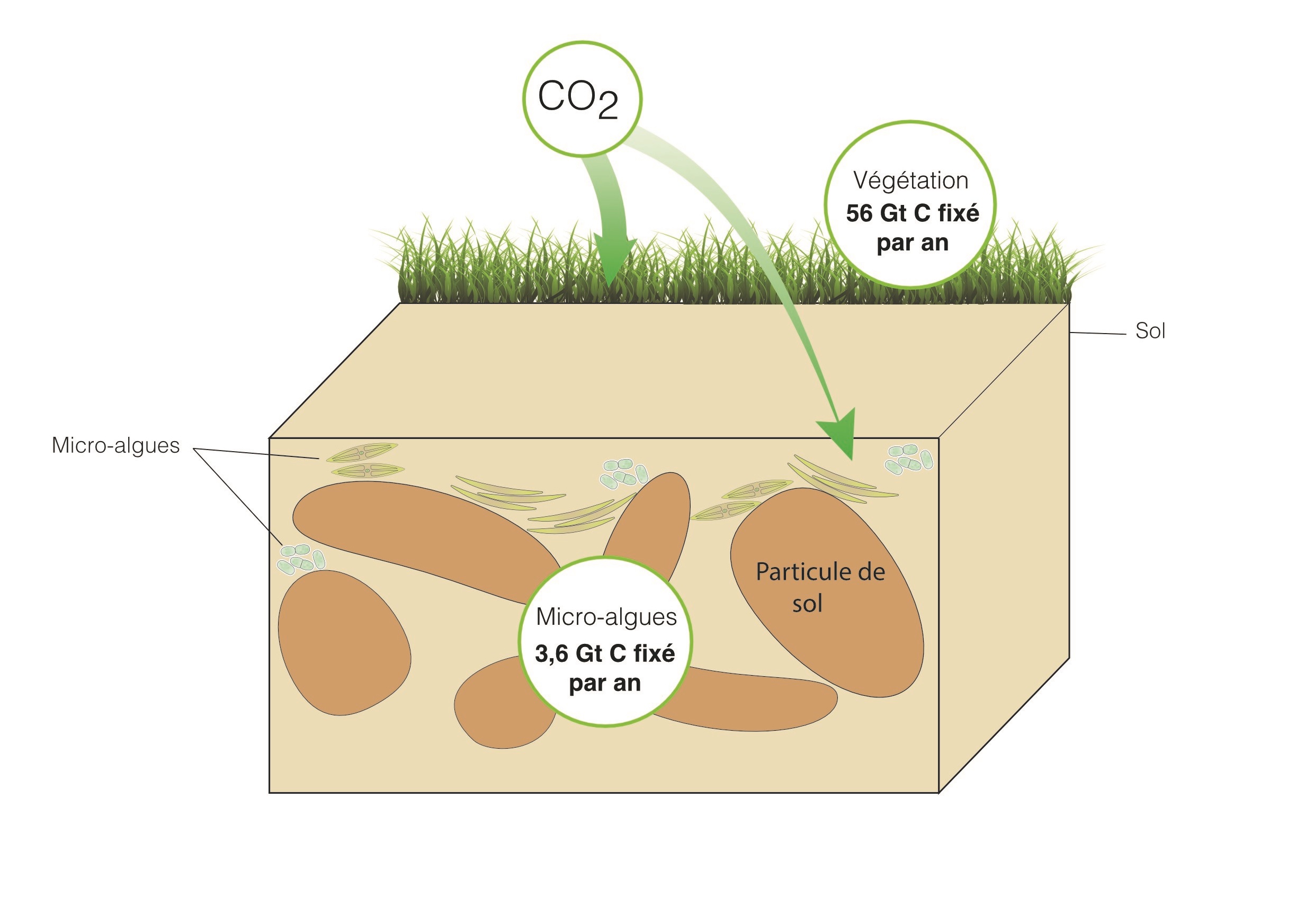 Climat: l’importante contribution des algues du sol au cycle du carbone