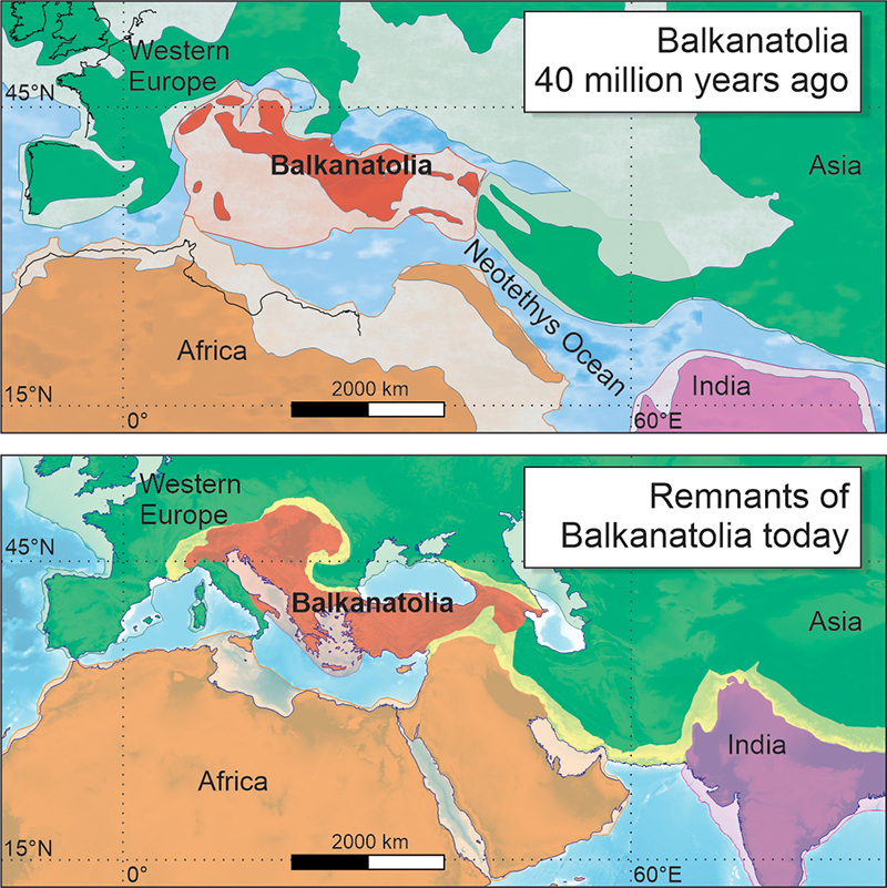 Balkanatolie: le continent oublié qui éclaire l’évolution des mammifères