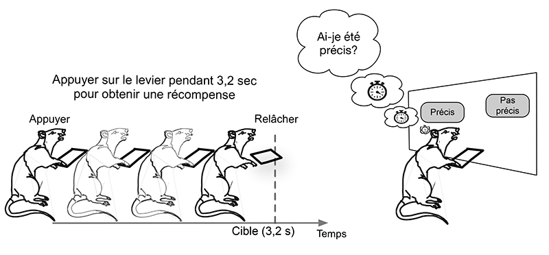 Les rats peuvent estimer leur précision temporelle