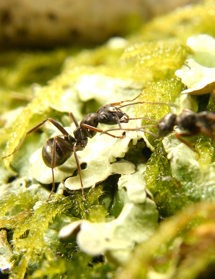 Des fourmis « renifleuses » de cancers