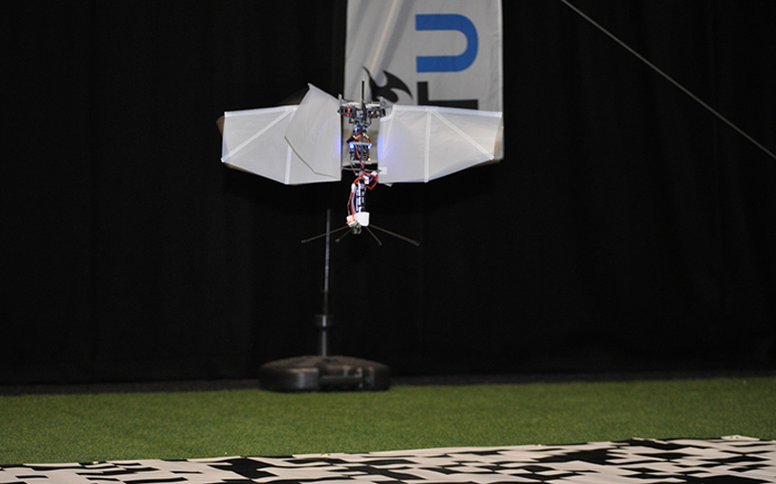 Comment les insectes volants et les drones peuvent-ils discerner le haut du bas ?