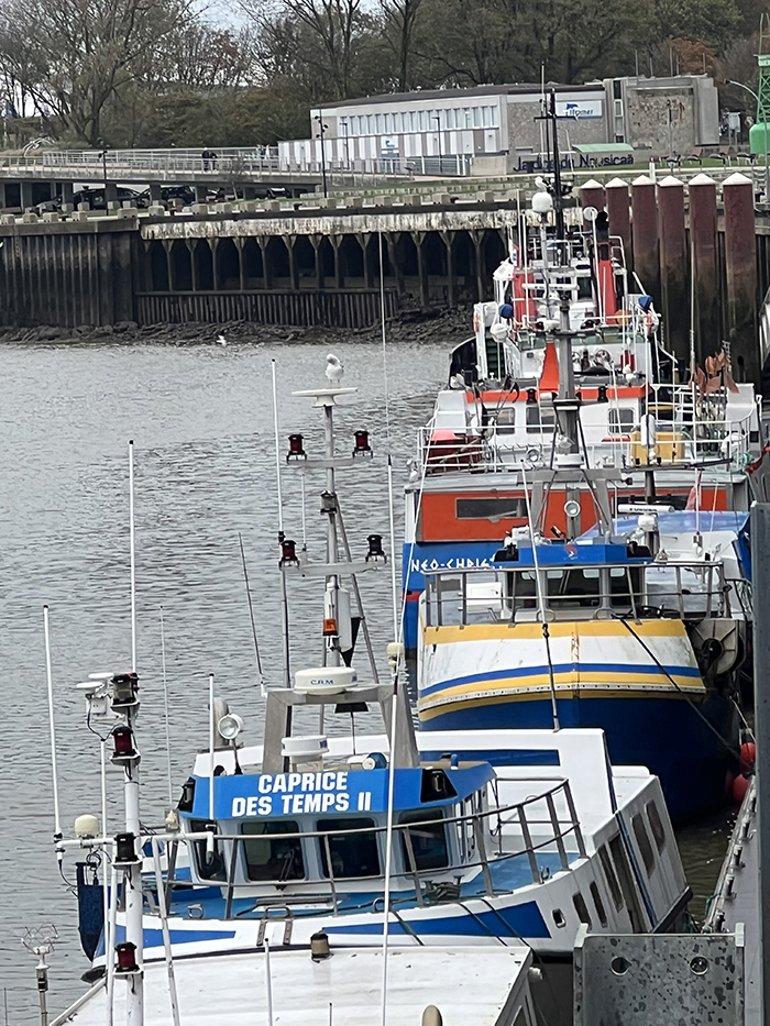 L’effondrement des stocks de morue est-il causé par le climat ou par la pêche ?