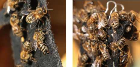 Des odeurs florales qui bloquent l’agressivité des abeilles