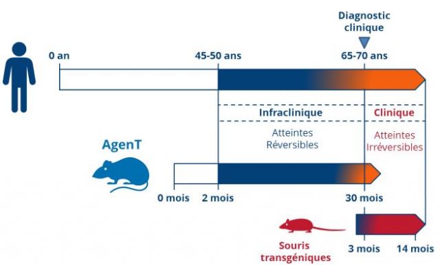 Un modèle animal inédit pour accélérer la lutte contre la maladie d'Alzheimer