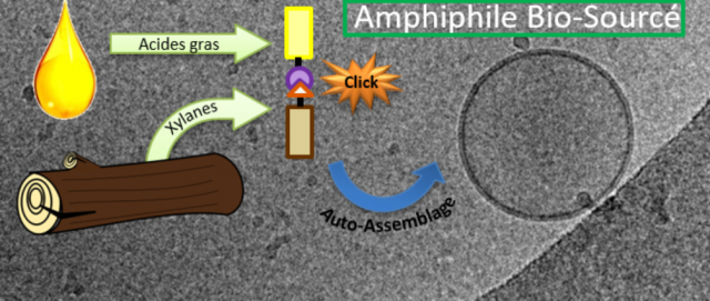 Des amphiphiles 100 % naturels pour l’encapsulation de principes actifs