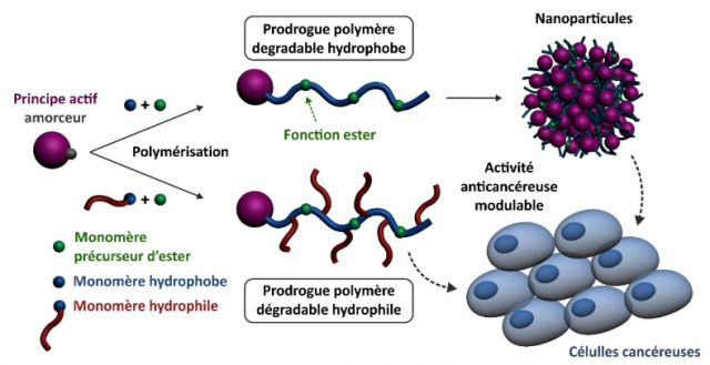 Des anticancéreux délivrés in vitro grâce à des polymères dégradables