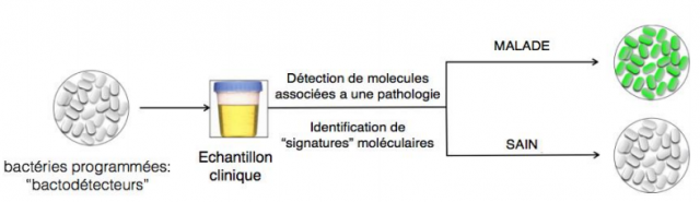 Des bactéries intelligentes pour détecter les maladies
