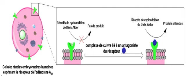 Des cellules humaines transformées en biocatalyseur