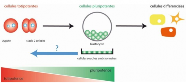 De la pluripotence à la totipotence